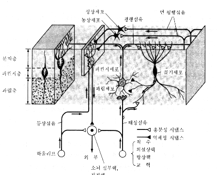 2. 뇌의 구조(해부학) : 네이버 블로그