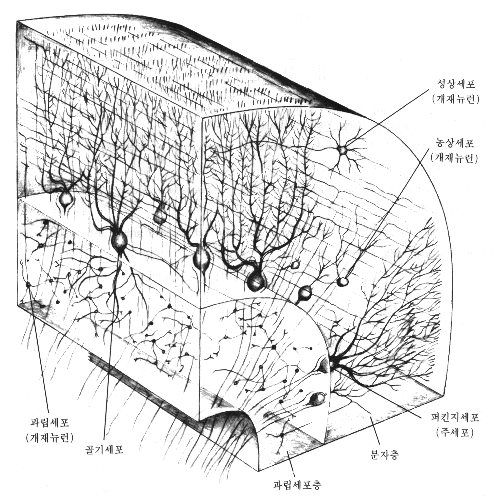 소뇌
