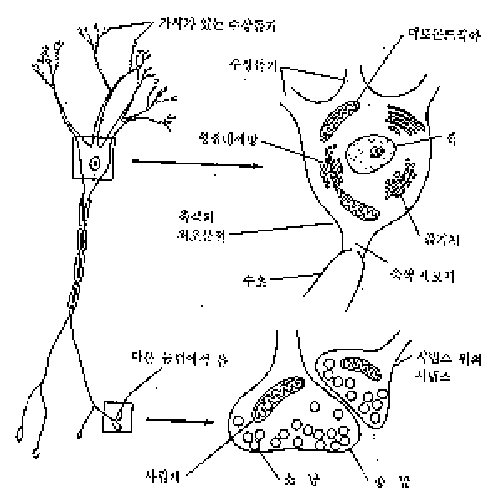 3. 뇌를 구성하는 기본단위 : 네이버 블로그
